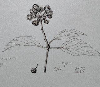 Winter Specimen Class: Berries