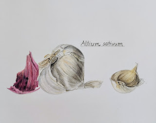 Botanische Zeichnungen: Allium